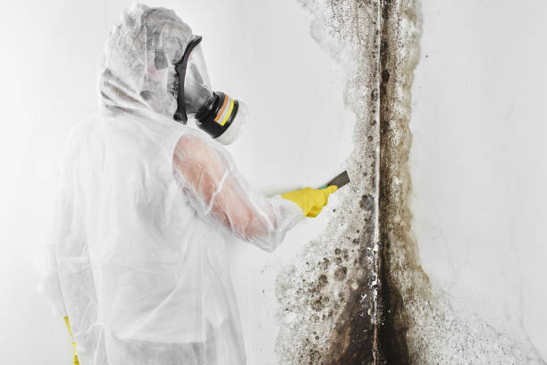 Best Black Mold Remediation in Seward, NE
