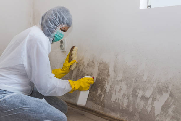 Best Industrial Mold Remediation in Seward, NE