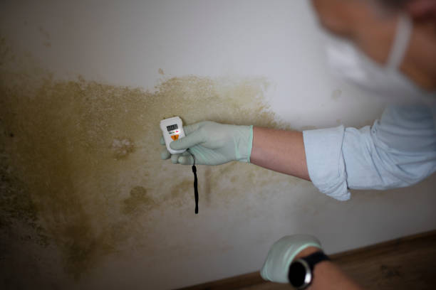 Best Attic Mold Remediation in Seward, NE