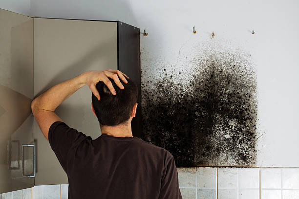 Best Kitchen Mold Remediation in Seward, NE