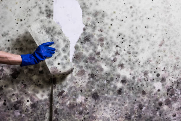 Best Residential Mold Remediation in Seward, NE