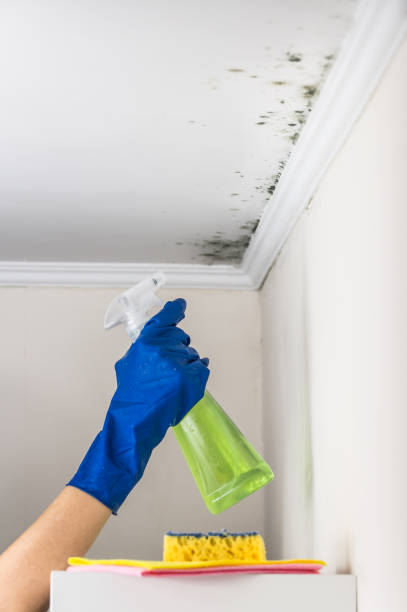 Reliable Seward, NE Mold Remediation Solutions